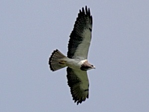 Turkey Vulture